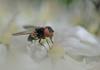 Phasia barbifrons